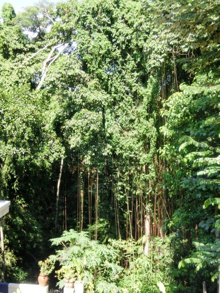 ラトゥグ ホームステイ ウブド 部屋 写真